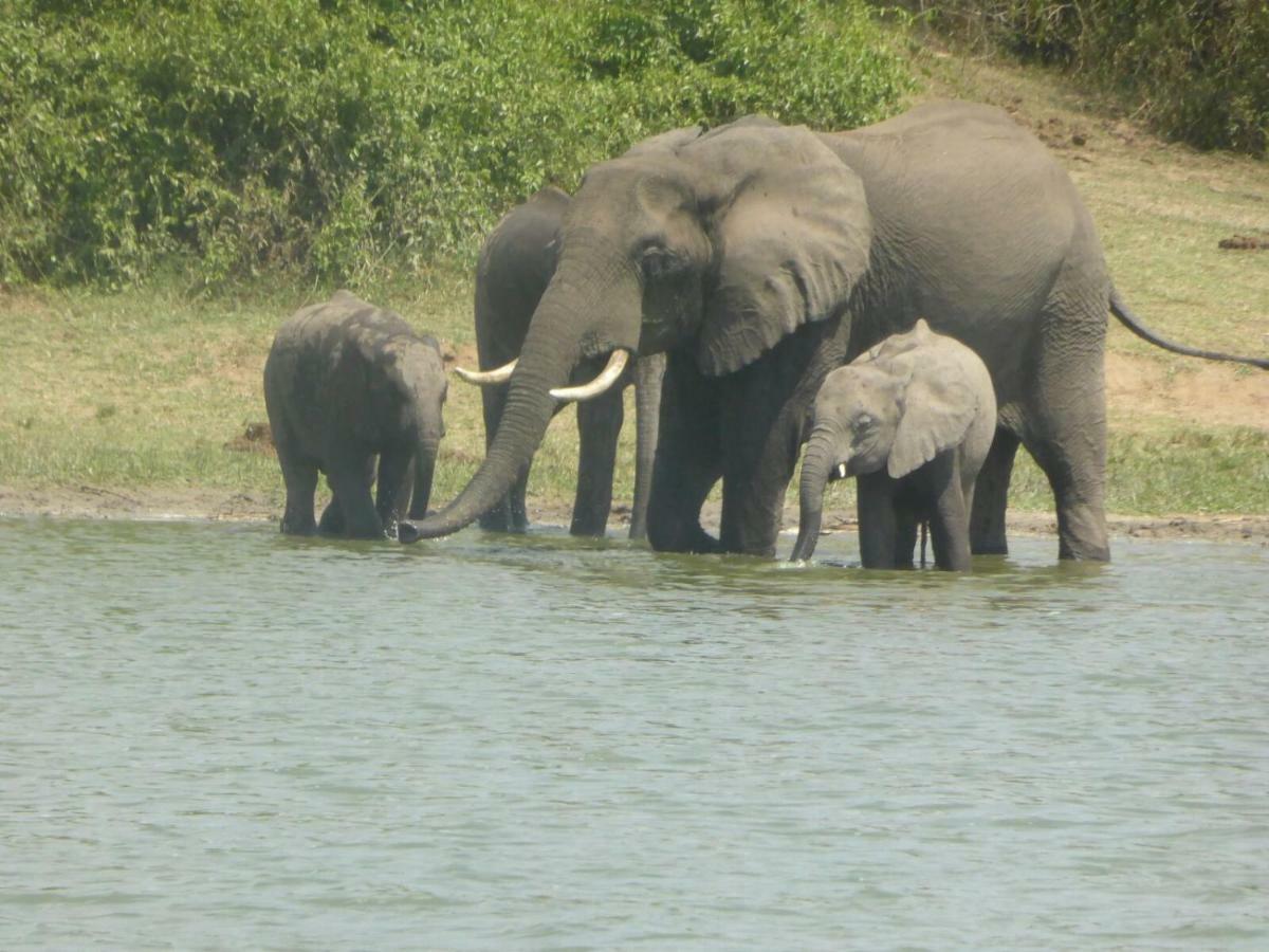 Irungu Forest Safari Lodge Katunguru Exteriör bild